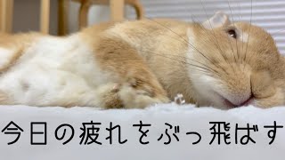 目の前でうさぎの寝落ち見れて仕事のストレスがぶっ飛びました　#1020