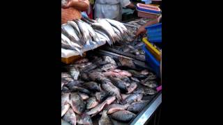 Fish market in alexandria, egypt -