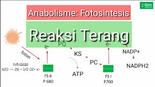 Anabolisme: Fotosintesis (Reaksi Terang)