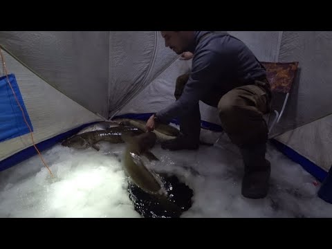 Video: Ako Variť Ryby Halibut