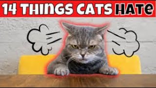 10 Signs Your Cat Hates You