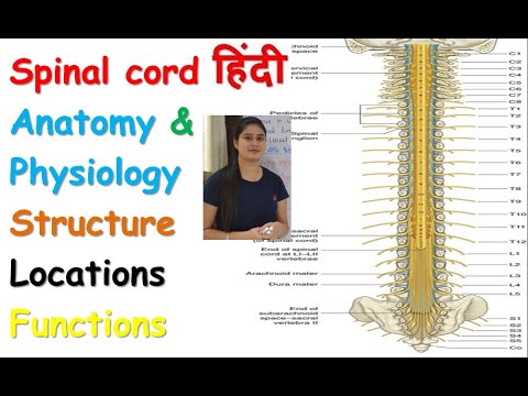 Spinal Cord Anatomy