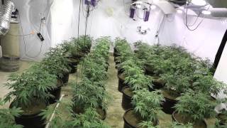 18,000 Watt Green Crack Veg Update