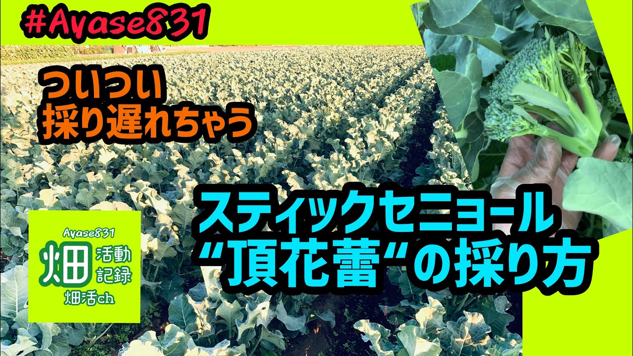 栽培 スティックセニョールの栽培１頂花蕾を採る 収穫 Farmers Diary Vol 14 Youtube