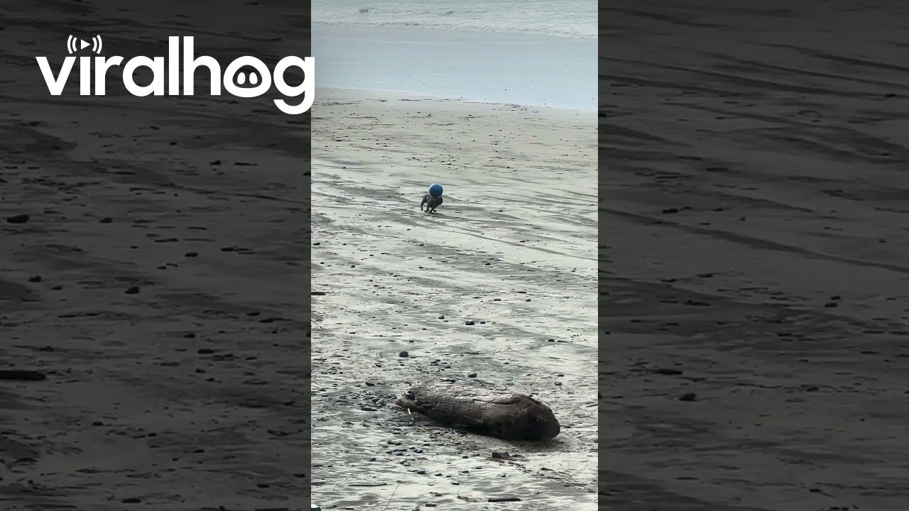 Dog Demonstrates Impressive Ball Balancing Skills || ViralHog