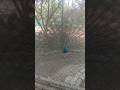 Hay Re Hamar Sona Jharkhan🦃 New #🌈#short #video #viral ###