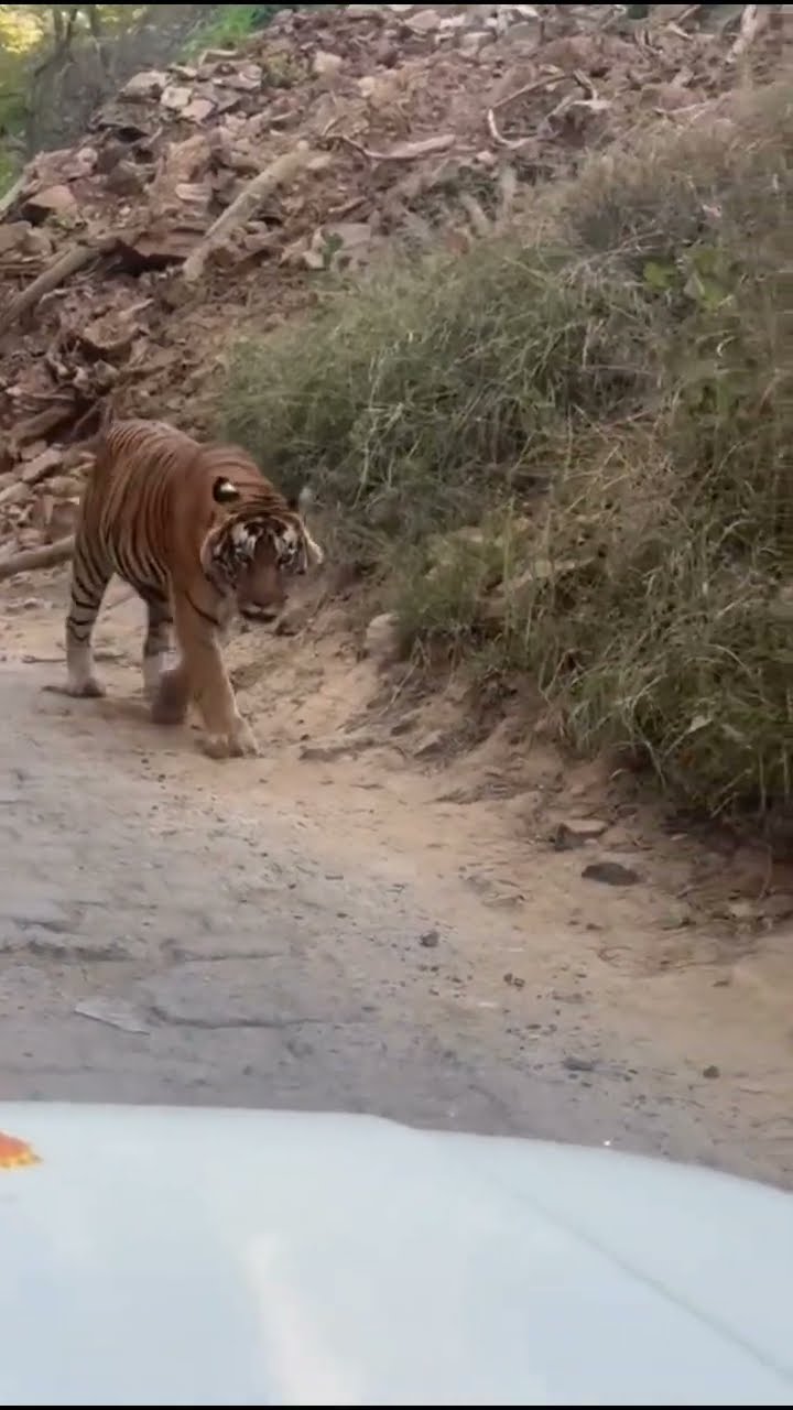 Face to Face Shot 😱 Tiger Coming on Jeep #woxygen #tiger #junglesafari #wildlife #wildlifesafari