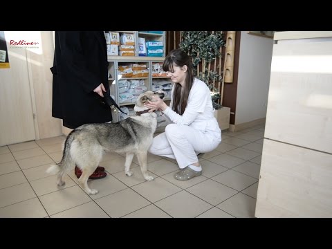 Wideo: Klinika Dla Zwierząt Domowych Wkracza, Aby Pomóc Dwunożnym Niepełnosprawnym Psom „chodzić” Jak Normalne Psy