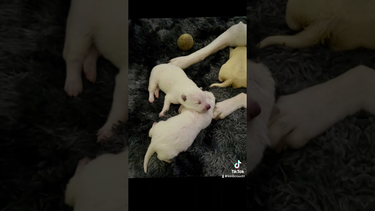 White Sheppies (530)367-5980 