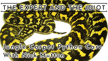 Jungle Carpet Python Care Guide with Nick Mutton - A Reptile Care Guide