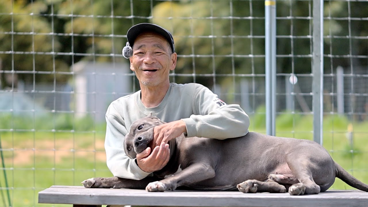 Pit Bull] Dad's report: The second half of the video is very