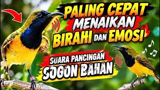SUARA PANCINGAN SOGON BAHAN TERBARU 2026 🔥 Cepat Naik Birahi & Emosi! Bikin Sogon Makin Gacor