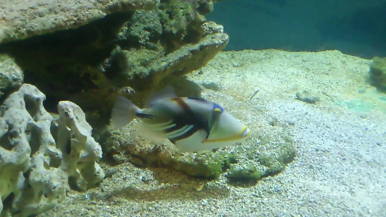 Спинорог Пикассо колючий . - YouTube