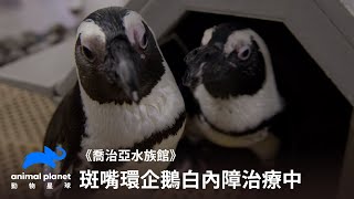 高齡企鵝白內障該怎麼辦喬治亞水族館動物星球頻道