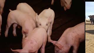 Exporting Corn Through Beef and Pork
