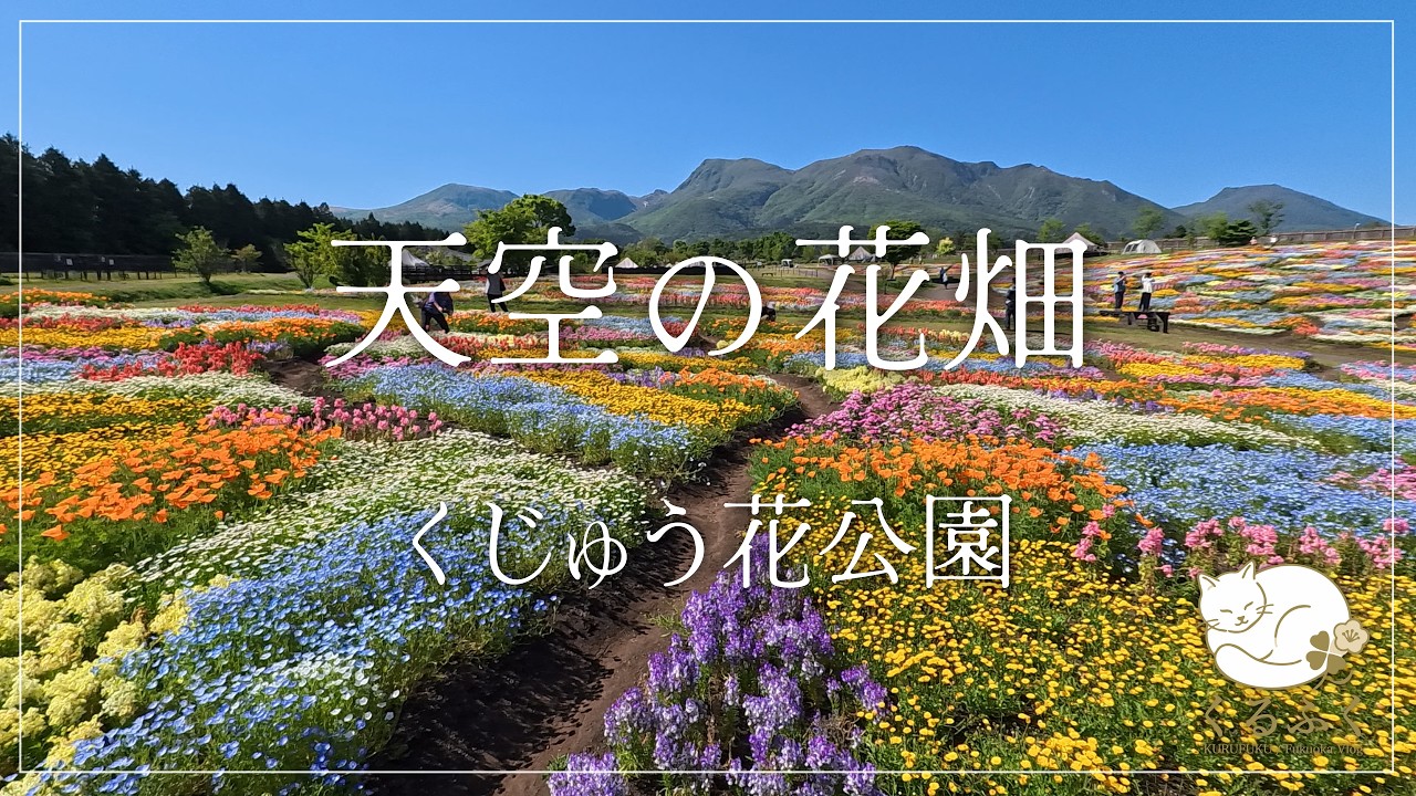 標高850mの天空の花畑へ。ネモフィラと春の絶景｜くじゅう花公園【大分