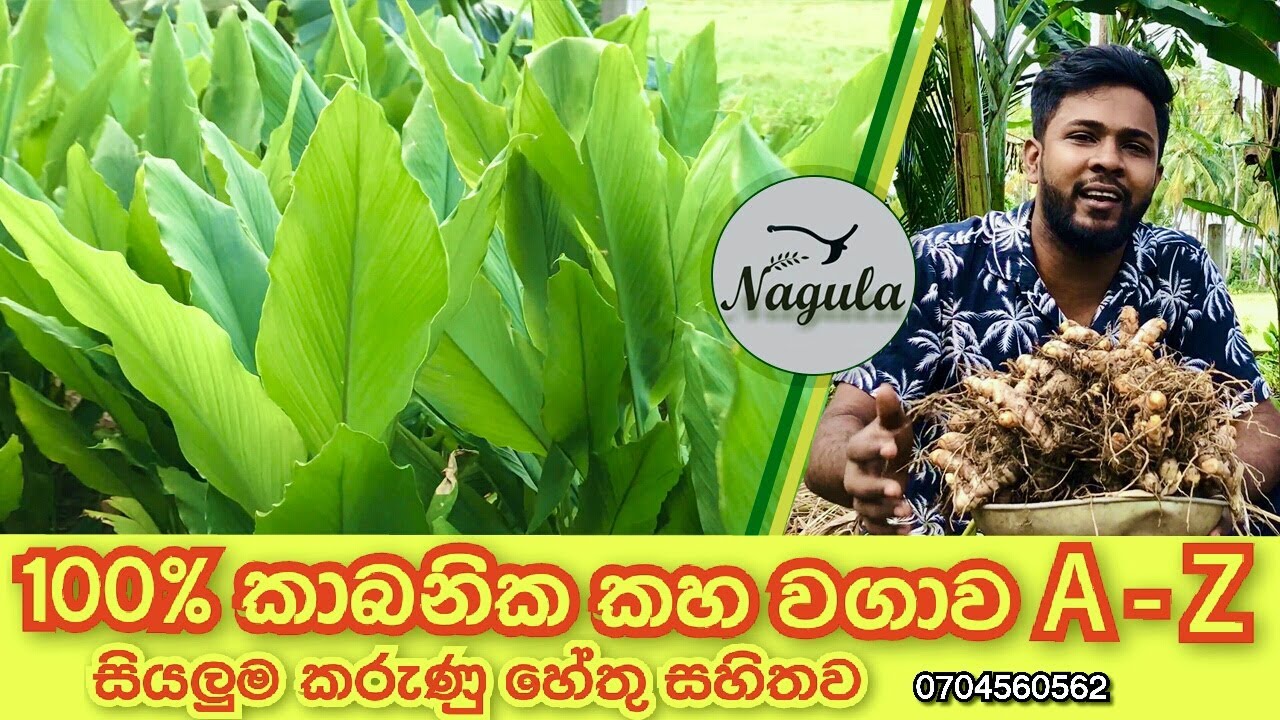 කහ වගාව 100% කාබනිකව සිදුකරන ආකාරය මුල සිට අස්වනු නෙලාගන්නා තෙක්. Organic turmeric cultivation