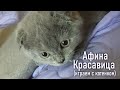 Красавица Афина. Играем с котенком. Внуки.Дети.Семья.