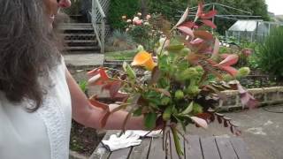 January Newsletter 2017 Glimpse of Video