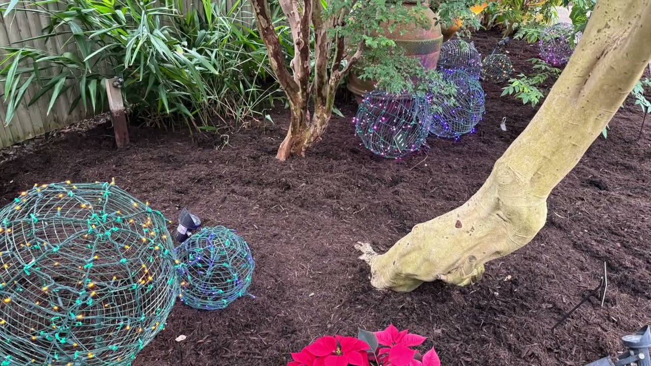 Phipps Dec 10, 2025   HD 1080p