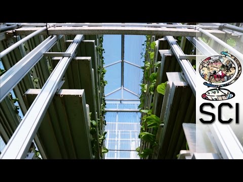 How Vertical Farms Bring Fresh Food To Booming Cities