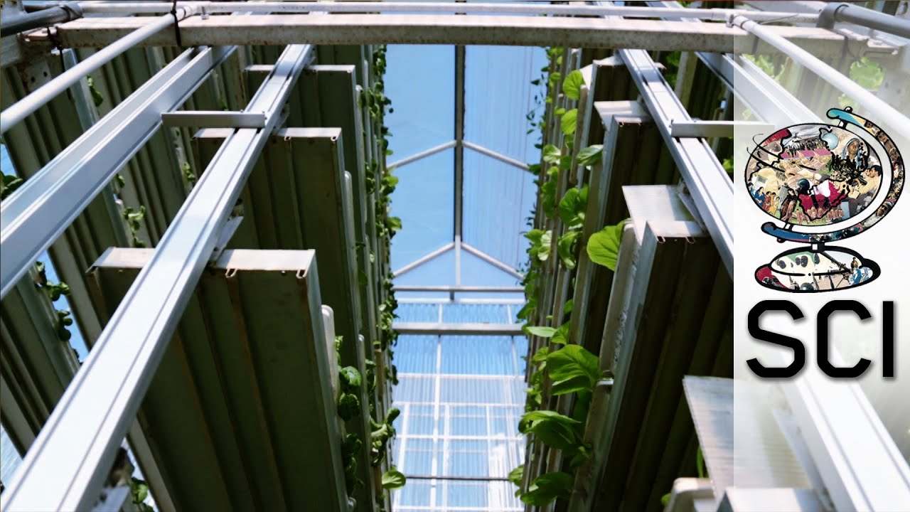 How Vertical Farms Bring Fresh Food To Booming Cities