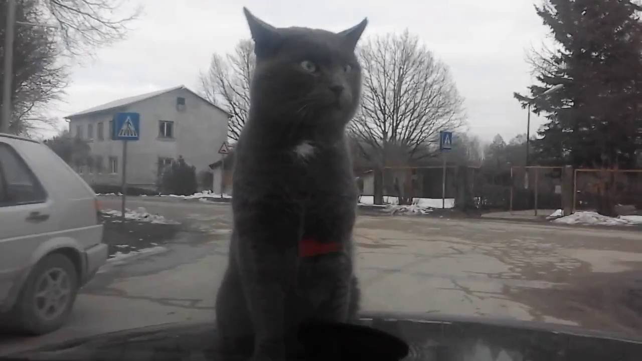 Кот на мерседесе