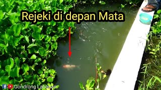 Bikin Geleng-geleng kepala!!! ikan secantik ini ada di sungai