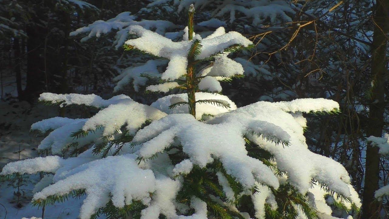 Чудесная прогулка по зимнему лесу / Снеговик на лесной тропинке - YouTube