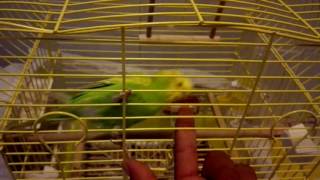 Allah Diyen Muhabbet Kuşu