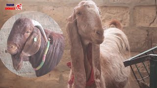 Fatick: découvrez ces chèvres qui pésent prés de 300kg