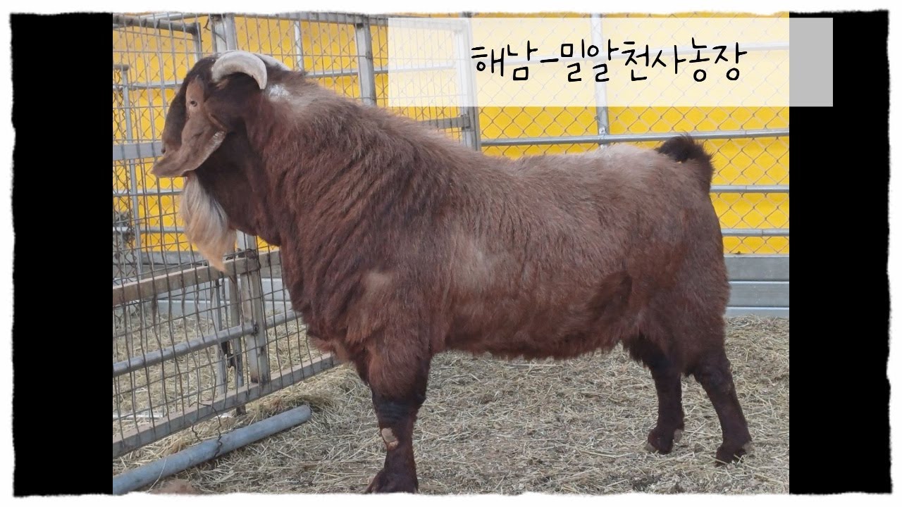 염소를 찾아서 feat.밀알천사농장