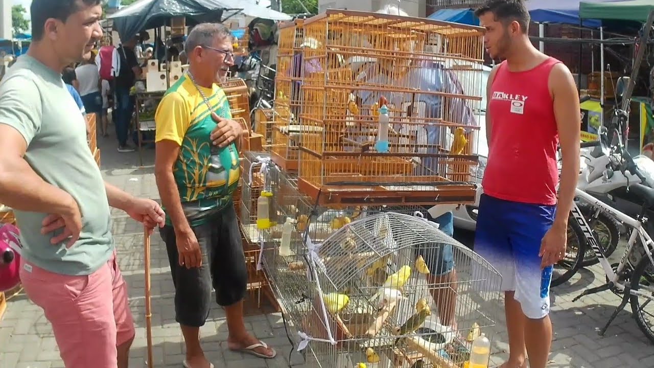 FEIRA DE PASSARINHOS GAIOLAS E AVES NO RECIFE FEIRA DO CORDEIRO 24/11/2025