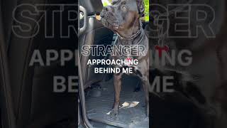 Cane Corso Guarding and Protecting #shorts #canecorso #guarddog