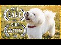 BICHON FRISE Chakra Healing Music For Dogs | Dog Separation Anxiety Music