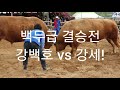 #달성소싸움경기장 강백호+강세 
ox fight stadium
闘牛競技場。
สนามแข่งขันต่อสู้วัว
2019,4,8