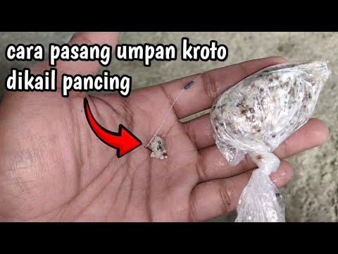 Cara Bikin Umpan Lele Pake Kroto