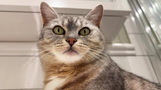 Chonky kitty is lost in thought