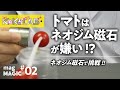 【KoKaLAB】ネオジム磁石でマグマジック！トマトが逃げる！？【子供の科学公式チャンネル】