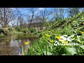 Plenty of trout on a perfect spring day  pa fly fishing