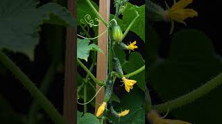 Cucumber Grows in 83 Days 🌱 | Mesmerizing Seed-to-Harvest Timelapse  #garden #plantgrowth #nature