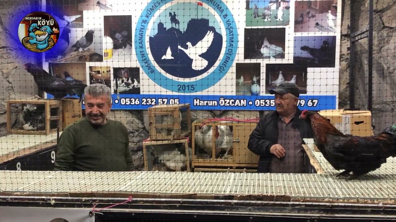 BAKIN NORMALDE NASIL GEÇİYOR - TAVUK   HOROZ İHALESİ ANKARA 2024 026 mp4