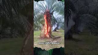 How to Get Oil Palm Trees to Bear Fruit #shorts #oilpalm #gardens