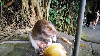 Ubud Monkey Opening Coconut Like A Pro