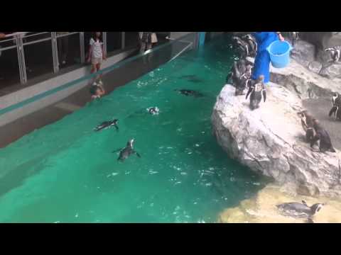 長崎ペンギン水族館の魅力にせまる | 美人と行くお出かけ