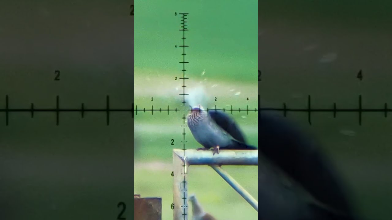 AIRGUN PELLET Secrets EXPOSED Hunting Fxairguns Airgunning