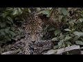 Documental | Jaguar Spirit, un viaje revelador | Tráiler oficial