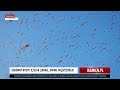 Ogromny wysyp owadów w Lubinie, gminie Międzyzdroje