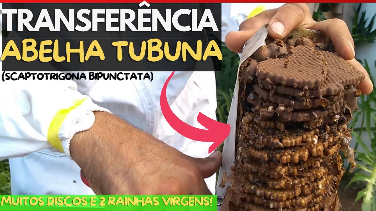 TRANSFERI TUBUNA COM 2 RAINHAS VIRGENS! SCAPTOTRIGONA BIPUNCTATA 🐝