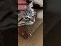 day 31 of petting my cats for every follower gained
